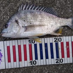 ちょこっとチニング