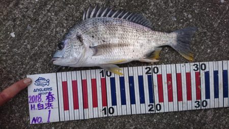 ちょこっとチニング