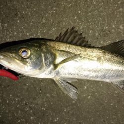 雨後はやっぱりシーバス