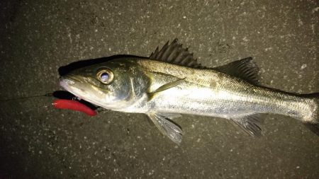 雨後はやっぱりシーバス