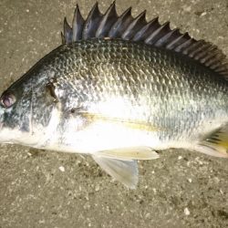 アタリがぁぁぁ~ないぃぃぃ~(´Д`)