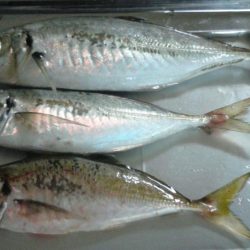 尺には届きませんでした