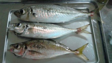 尺には届きませんでした