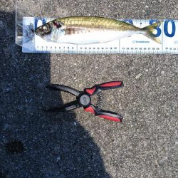 青物ねらいからの真鯛