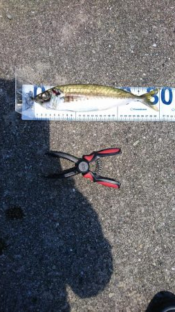 青物ねらいからの真鯛