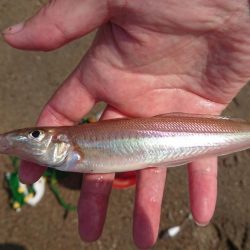 梅雨の晴れ間にキス釣りへ