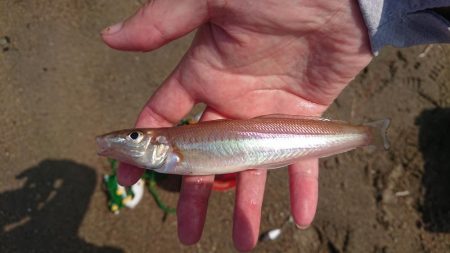 梅雨の晴れ間にキス釣りへ