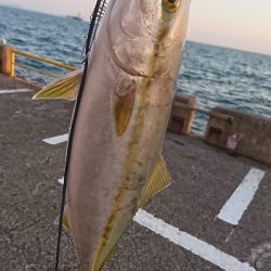 ワインドロッドでハマチ