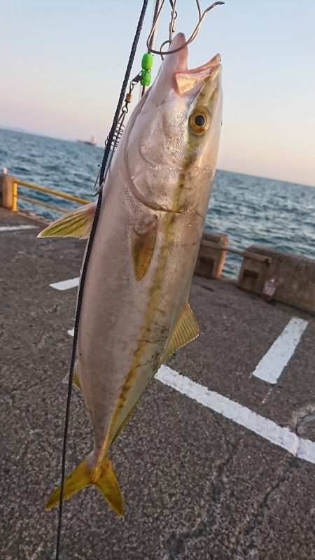 ワインドロッドでハマチ