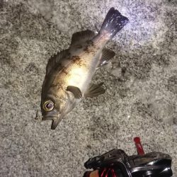 アジングのはずが