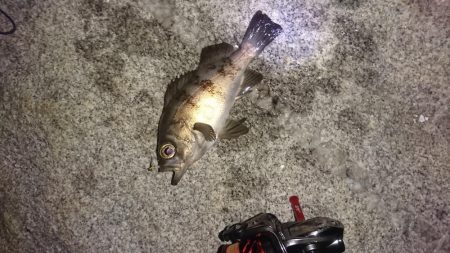 アジングのはずが