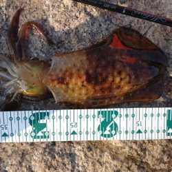 春イカ?釣れたでえ!