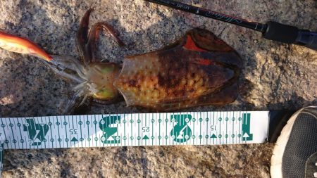 春イカ?釣れたでえ!