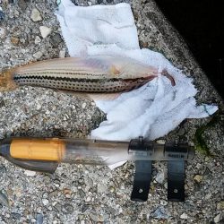 東二見人工島へ釣行しました