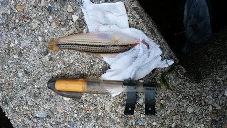 東二見人工島へ釣行しました