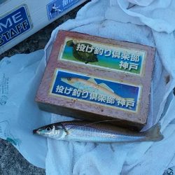 久々の播磨新島で満足釣果