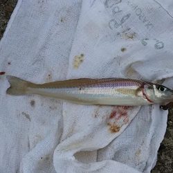 今日も播磨新島でキス狙い