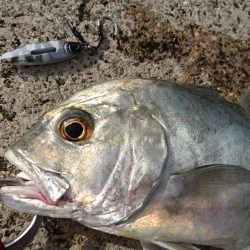台風明け早朝からキャストです。
