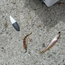 淡路西淡のキス釣査