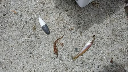 淡路西淡のキス釣査