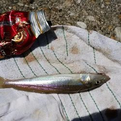 キスの活性悪い