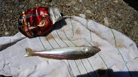 キスの活性悪い