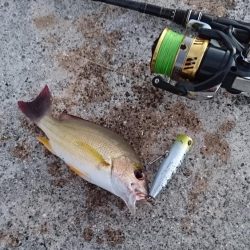 強風でなかなか渋いです。