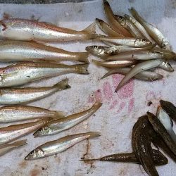 富島港内でキス狙い