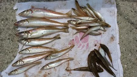 富島港内でキス狙い