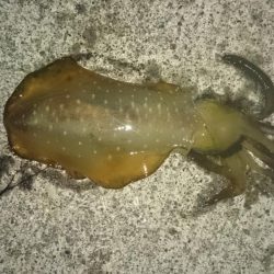 海が荒れる前に行ってきましたが