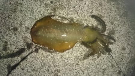 海が荒れる前に行ってきましたが