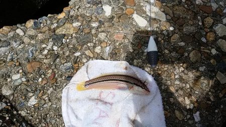 東二見人工島のキスが釣れません(・・?