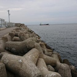 落とし込みチヌ