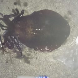 夕まずめ狙いで行って来ました！