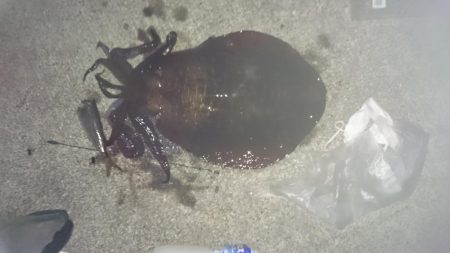 夕まずめ狙いで行って来ました！