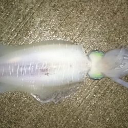 雨があがった合間の時間狙いで、行って来ました。