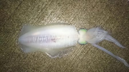 雨があがった合間の時間狙いで、行って来ました。