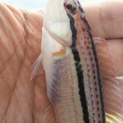 ちょい投げで、いろいろ釣れたのですが、アジ狙い・・・。