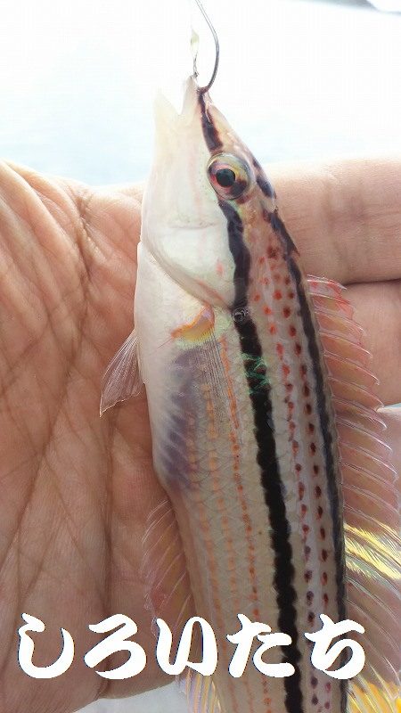 ちょい投げで、いろいろ釣れたのですが、アジ狙い・・・。