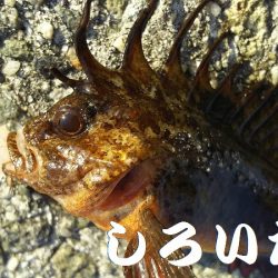 なれない、フカセ釣り。