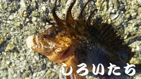 なれない、フカセ釣り。