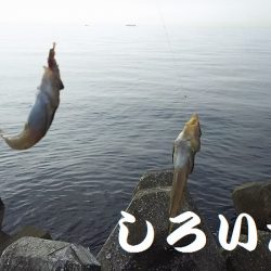 淡路島、新規開拓。