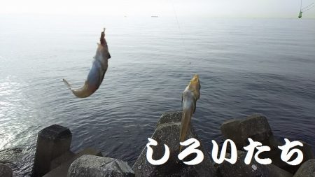 淡路島、新規開拓。