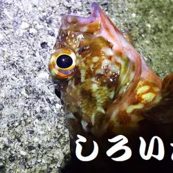 2日目もキスを狙うが・・・。