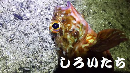 2日目もキスを狙うが・・・。