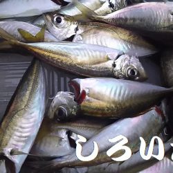 今日は、アジ狙い。