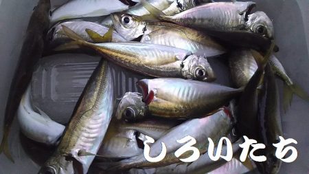 今日は、アジ狙い。
