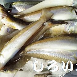 夜にはキスを狙いました。