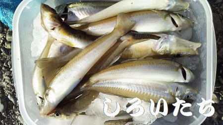 夜にはキスを狙いました。