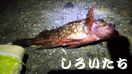 ガッシー、移動してキス。